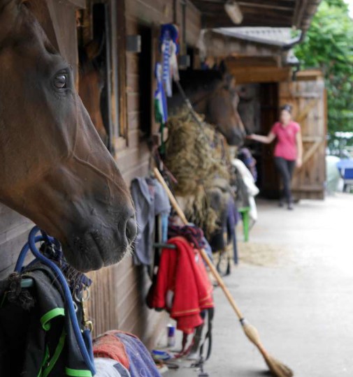 Private Dressage Training at all levels